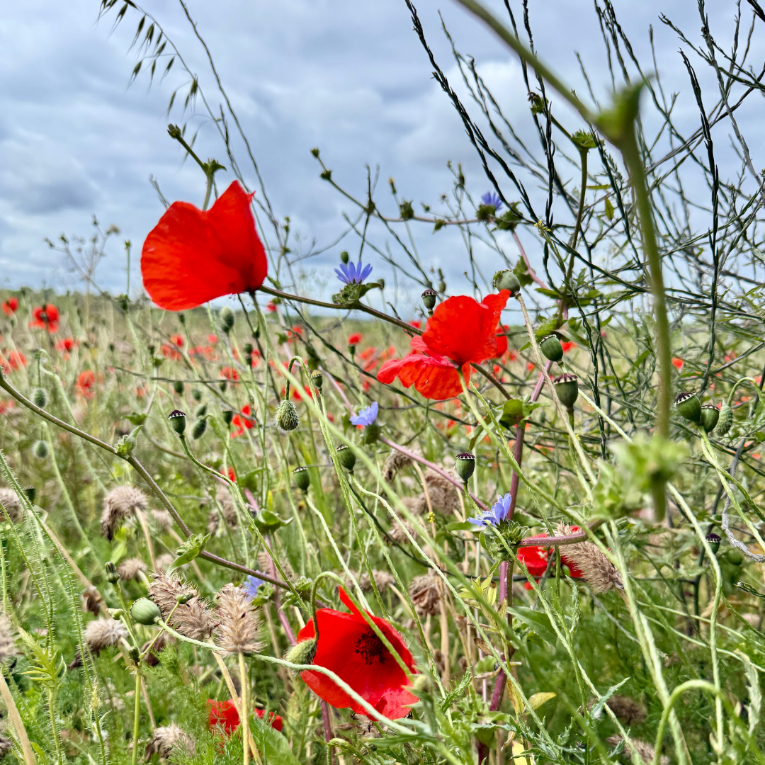 A Morning Among the Poppies: Discovering a Hidden Meadow in Leatherhead