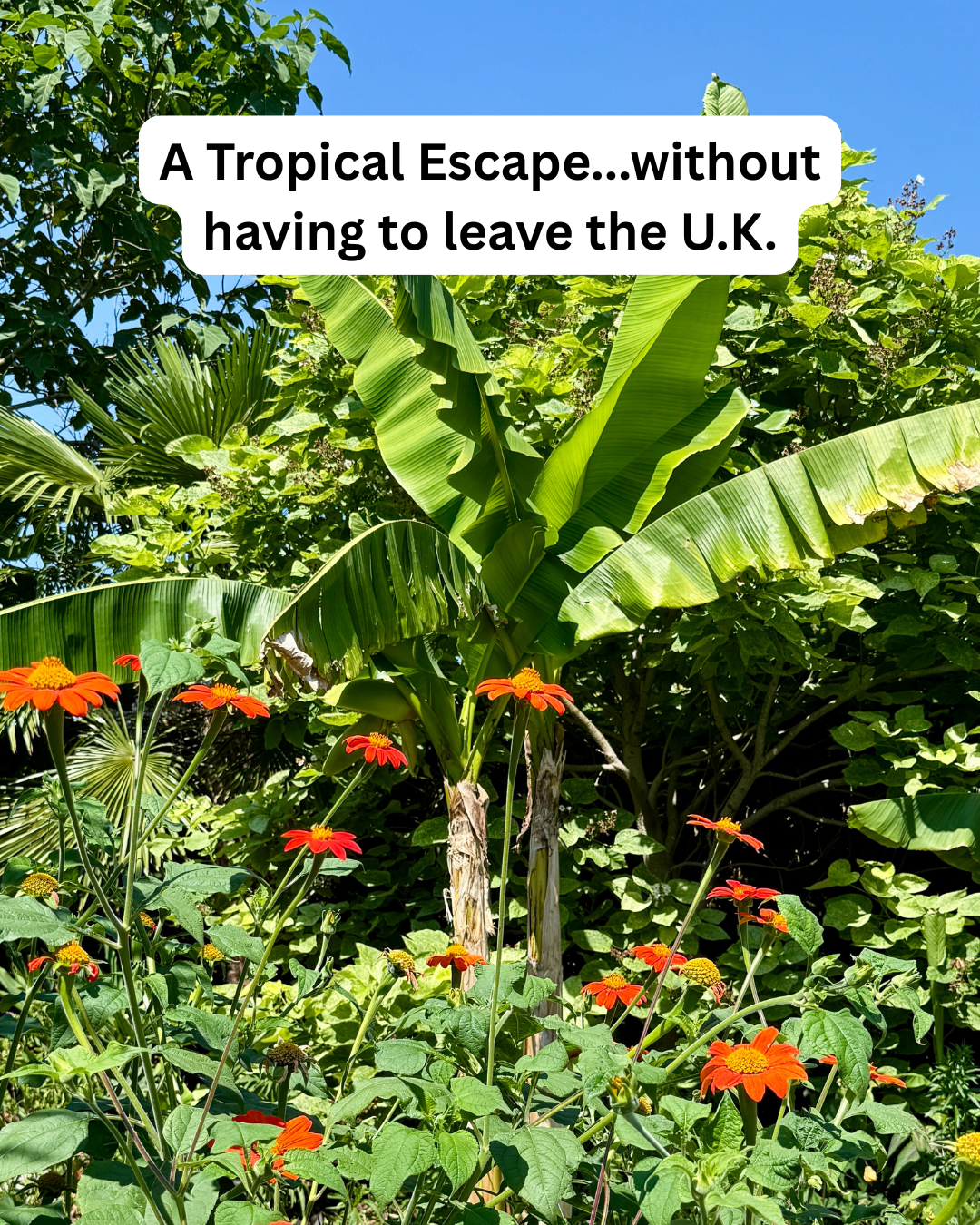 Tropical Accessories Meet Their Perfect Backdrop: A Summer Visit to the RHS Wisley Exotic Garden