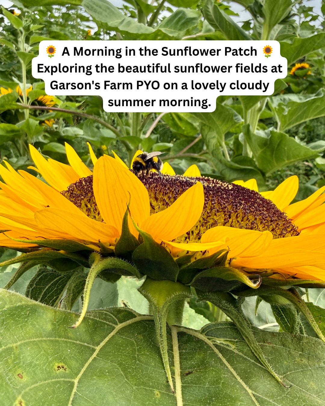 A Morning Among the Sunflowers at Garson's Farm PYO 🌻