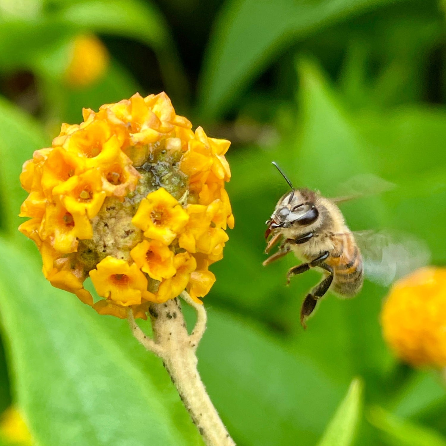 Why We Love Bees at Stringberry 🐝