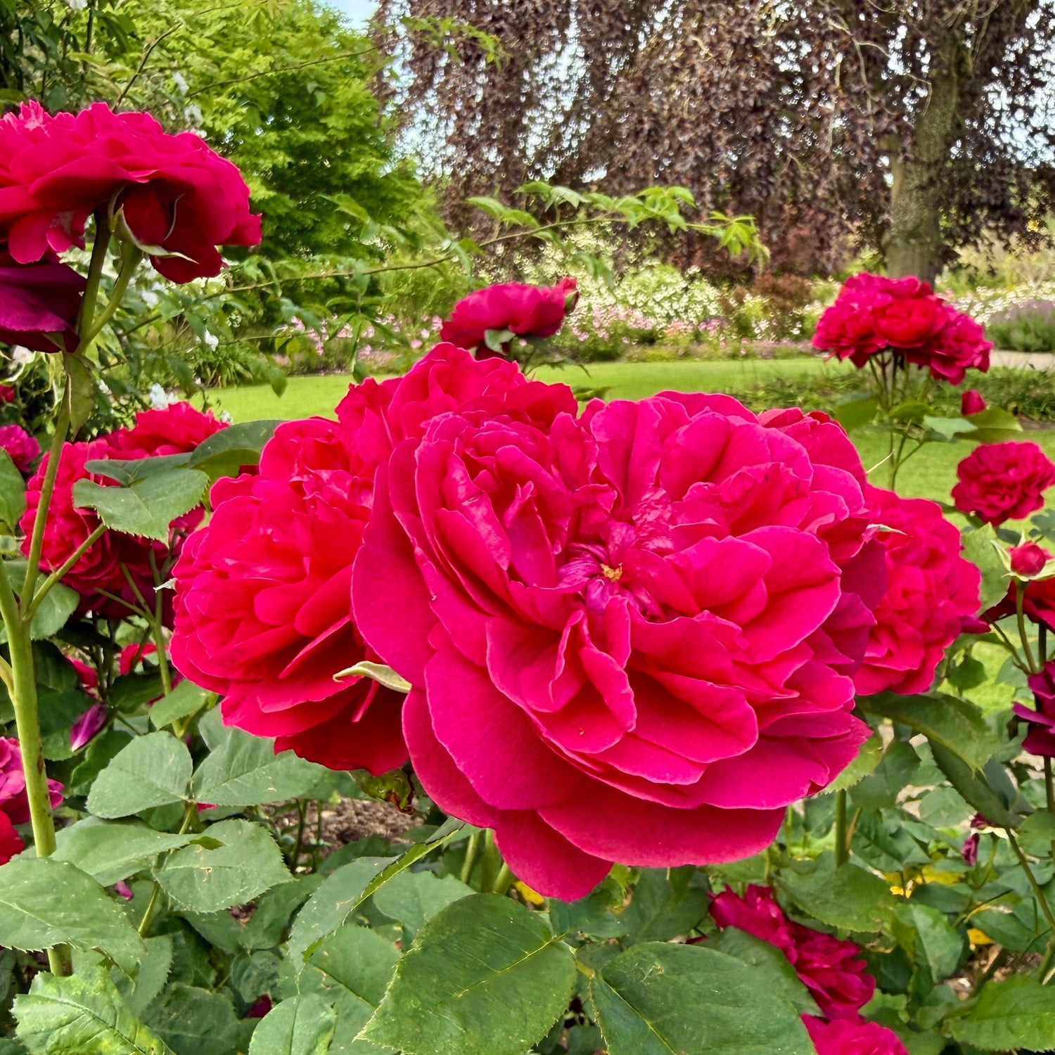 An Afternoon Among the Roses at RHS Wisley 🌹
