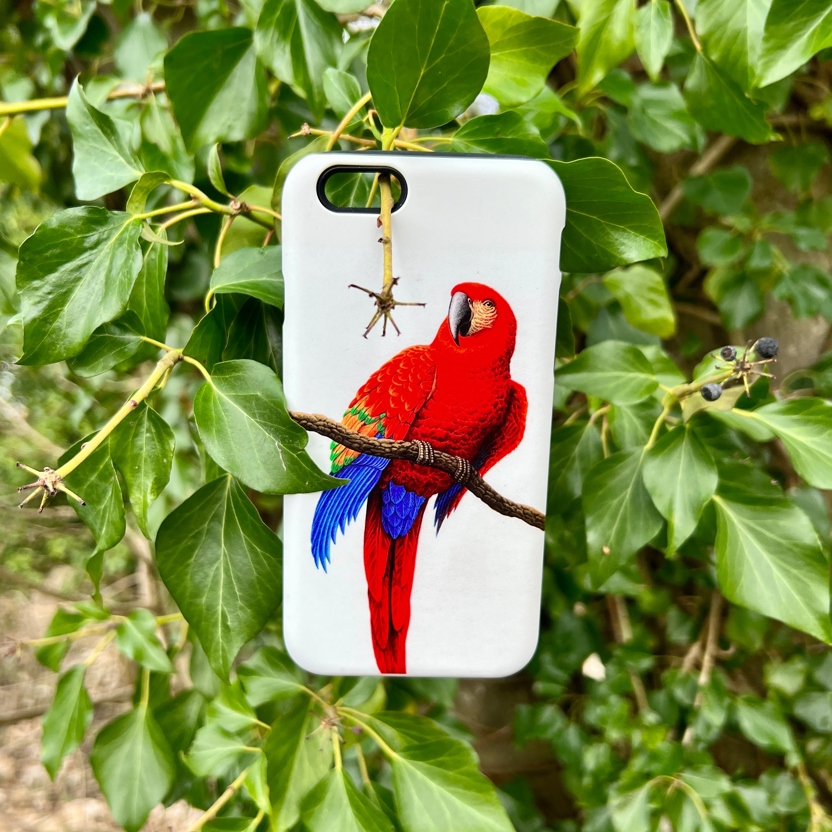 iPhone Tough Case - Scarlet Macaw By Philip Hood